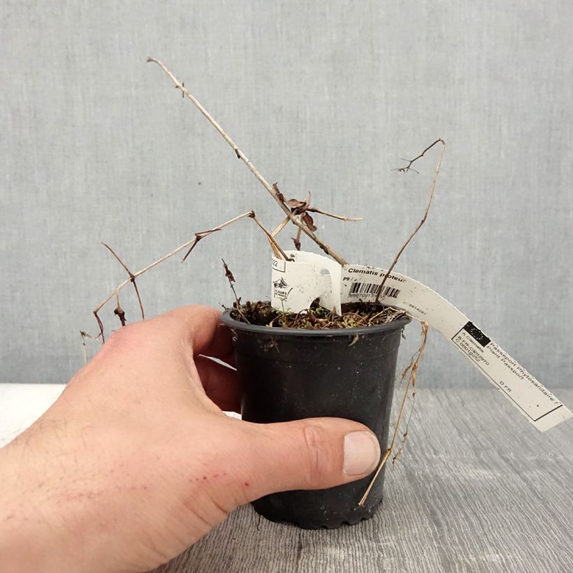 Clematis Proteus - Clematide Vasetto da 8/9 cm esemplare consegnato in primavera