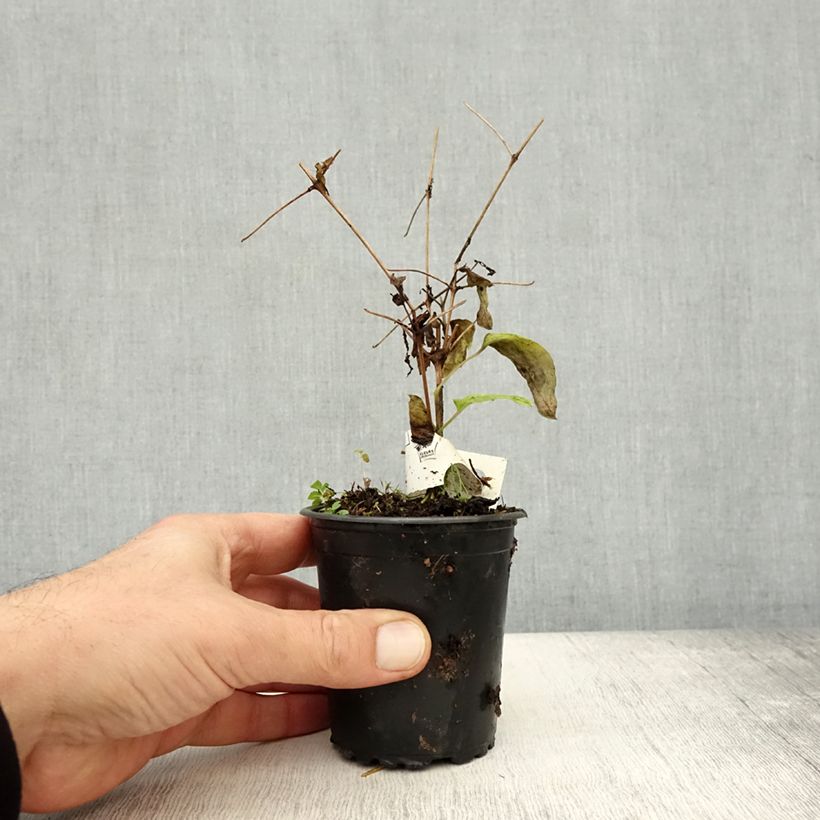 Esemplare di Clématite - Clematis Rasputin Godet de 8/9 cm come consegnato in autunno