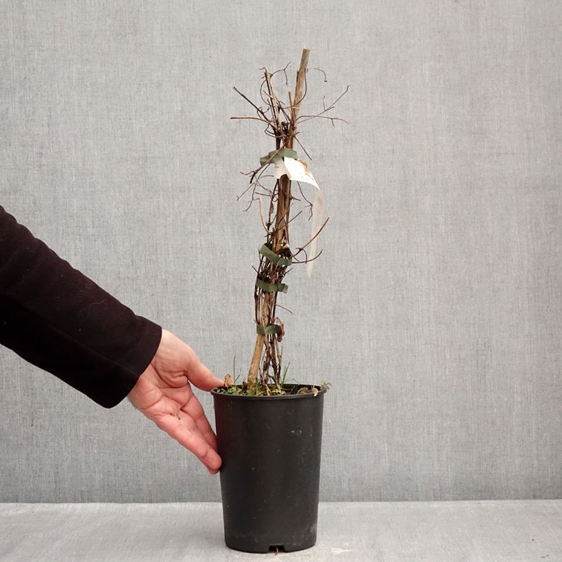 Clematis Red Passion - Clematide Vaso da 2L/3L esemplare consegnato in inverno