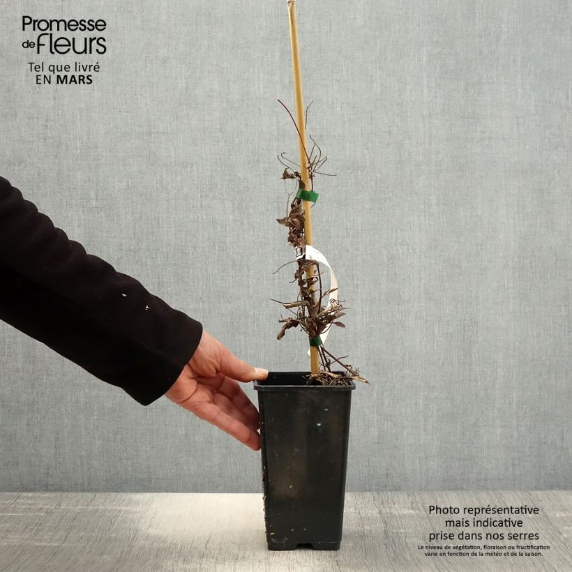 Clematis Rosamunde - Clematide Vaso da 1,5L/2L esemplare consegnato in primavera