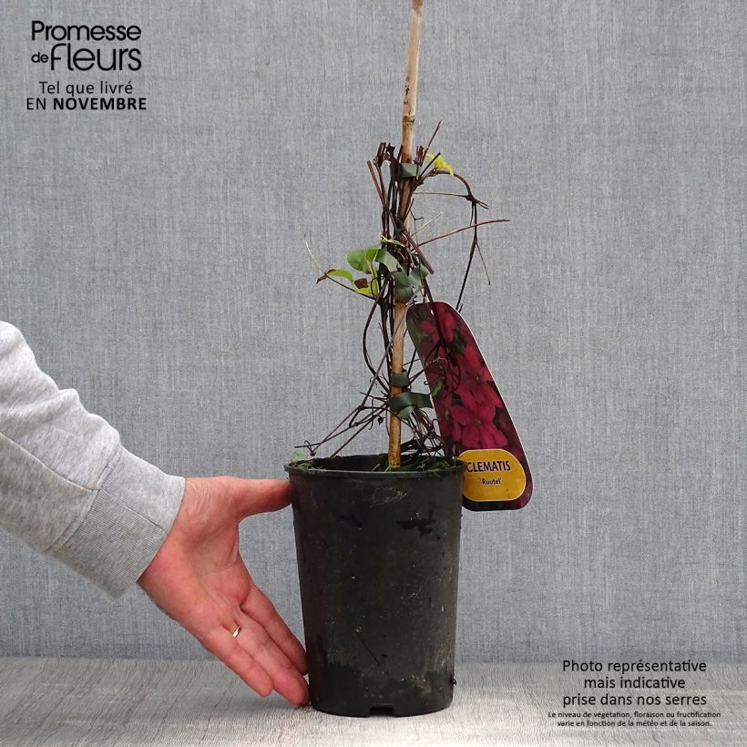 Esemplare di Clematis Ruutel - Clematide Vaso da 2L/3L come consegnato in autunno