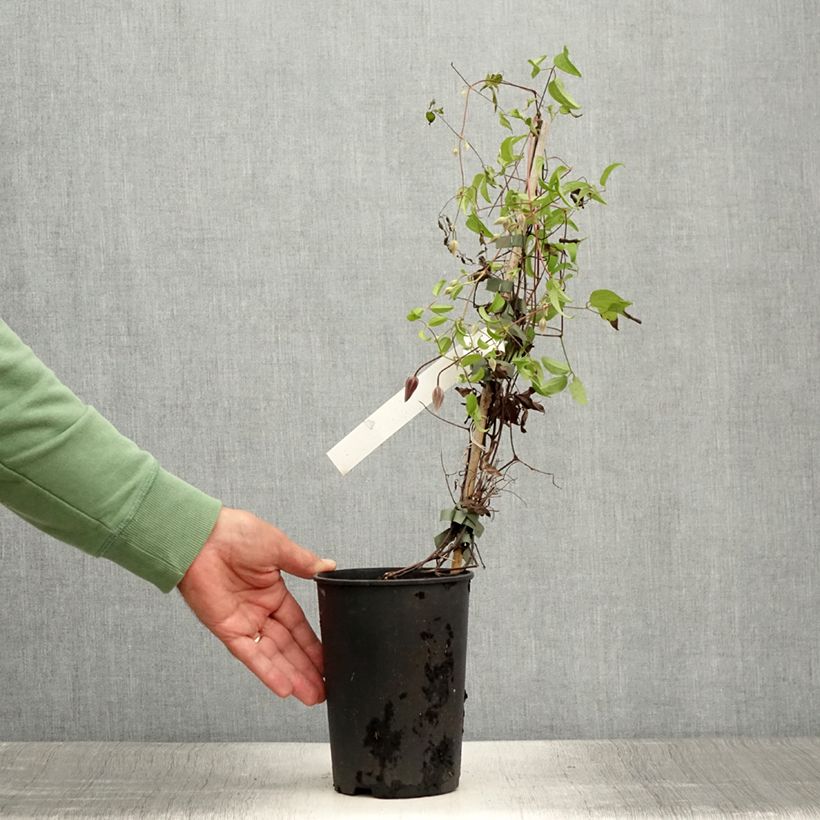 Esemplare di Clematis Ruutel - Clematide Vaso da 2L/3L consegnato in estate