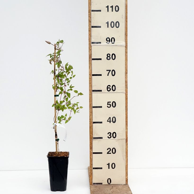 Clematis Samaritan Jo Evipo075 - Clematide Vaso da 2L/3L esemplare consegnato in primavera