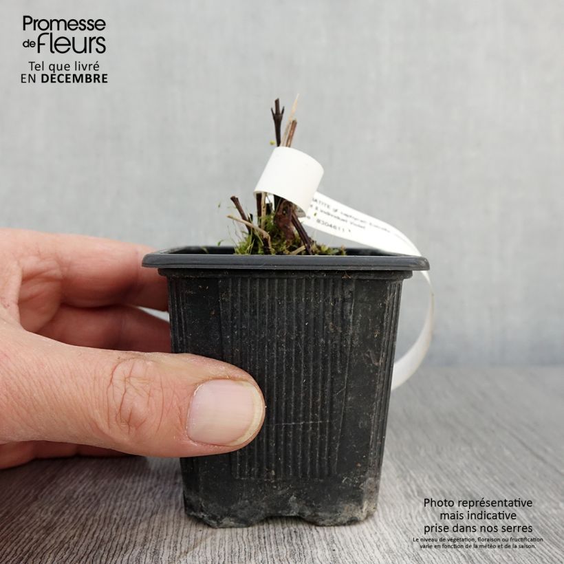 Esemplare di Clématite - Clematis Saphyra Estrella Godet de 8/9 cm come consegnato in autunno