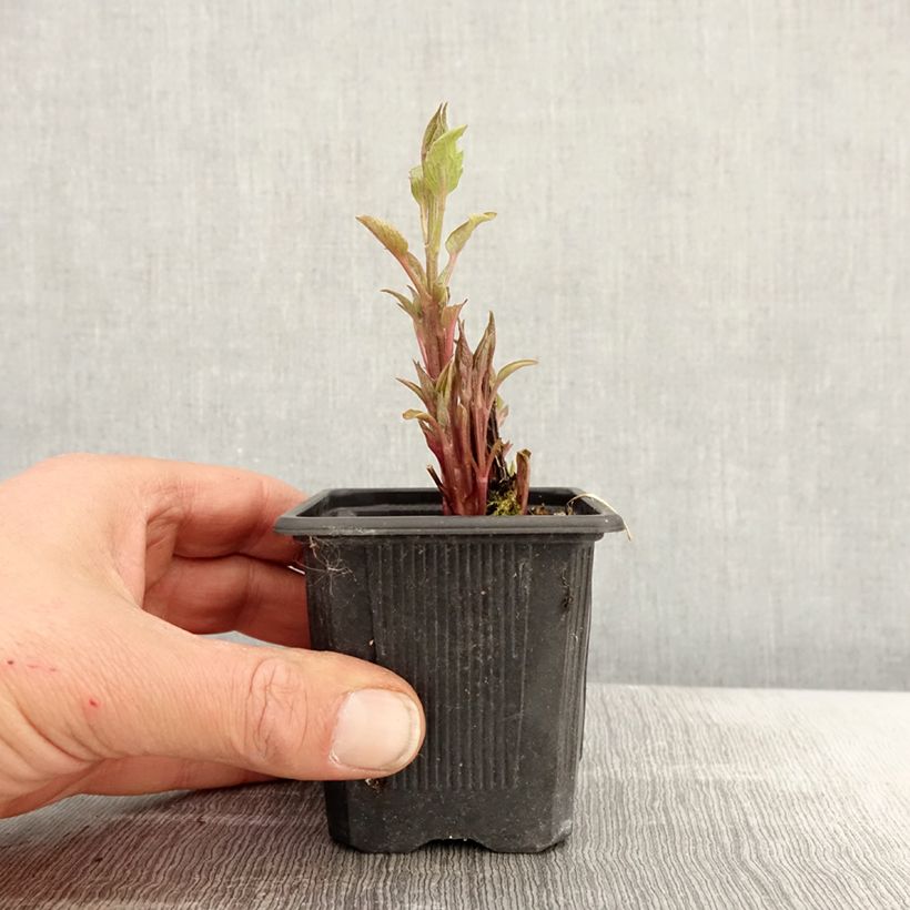 Clematis Saphyra Estrella - Clematide Vasetto da 8/9 cm esemplare consegnato in primavera