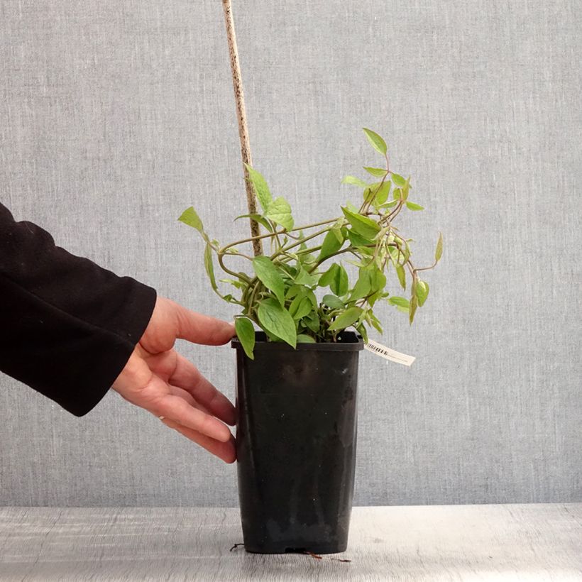 Clematis Saphyra Estrella - Clematide Vaso da 1,5L/2L esemplare consegnato in primavera