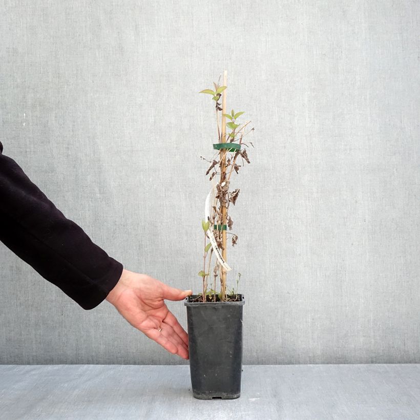 Esemplare di Clematis Saphyra Estrella - Clematide Vaso da 1,5L/2L come consegnato in autunno