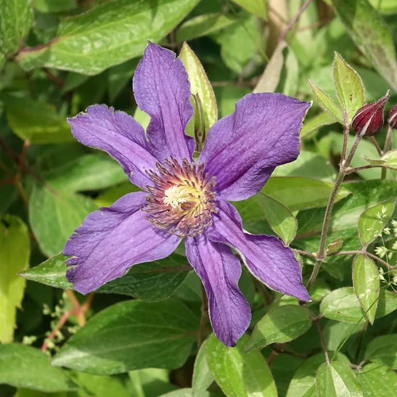 Clematis Saphyra - Clematide (Fioritura)