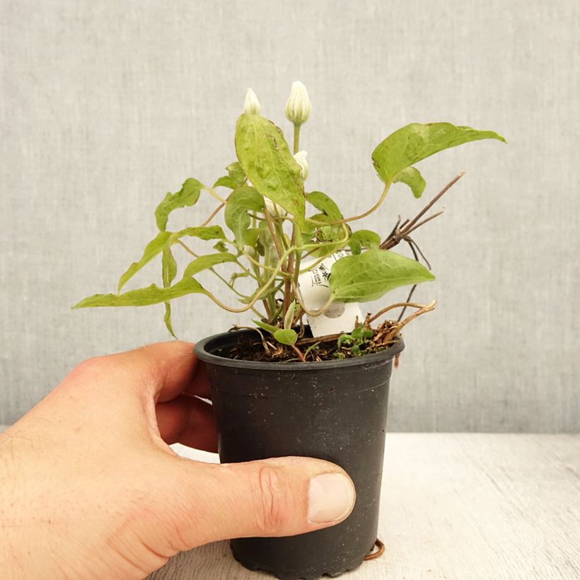 Clematis Snow Queen - Clematide Vasetto da 8/9 cm esemplare consegnato in primavera