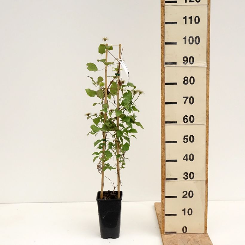 Example of Clematis Solidarnosc - Clematide Vaso da 2L/3L as you get in printemps