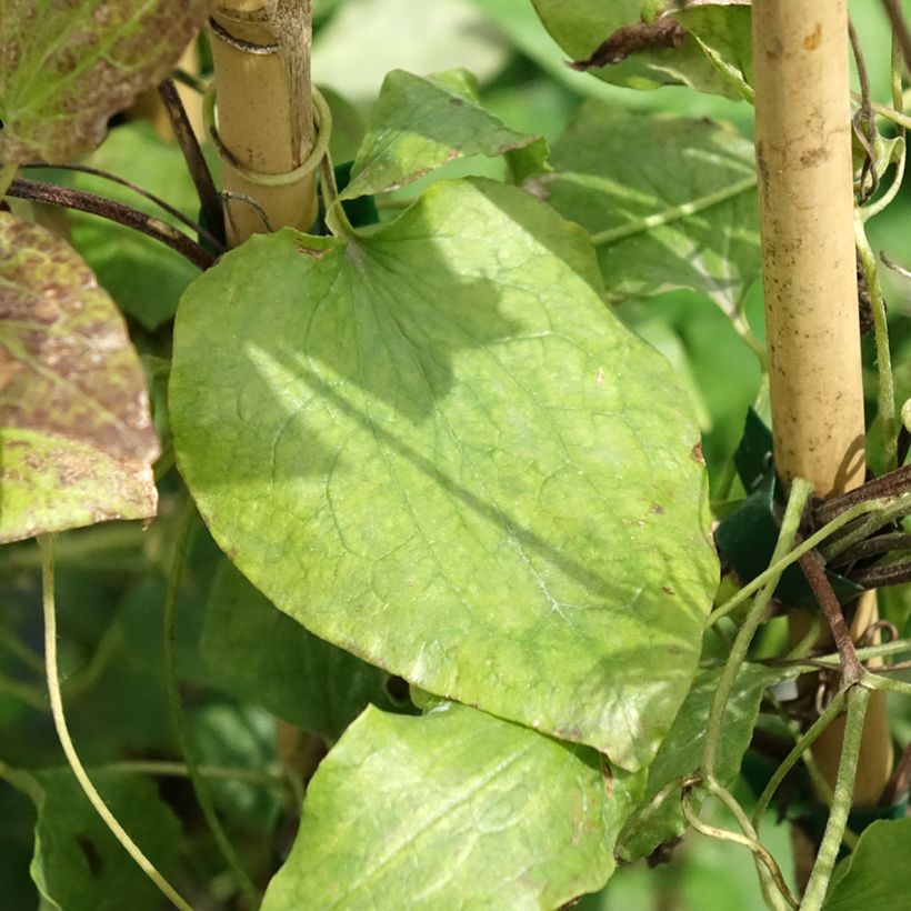 Clematis Solidarnosc - Clematide (Foliage)