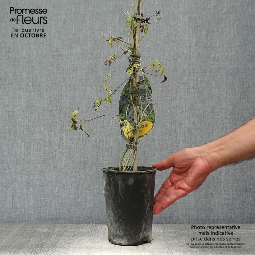 Esemplare di Clematis Spiky - Clematide Vaso da 2L/3L come consegnato in autunno
