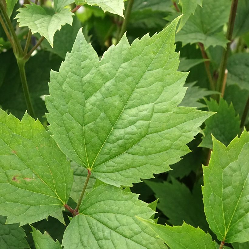 Clematis stans - Clematide (Fogliame)