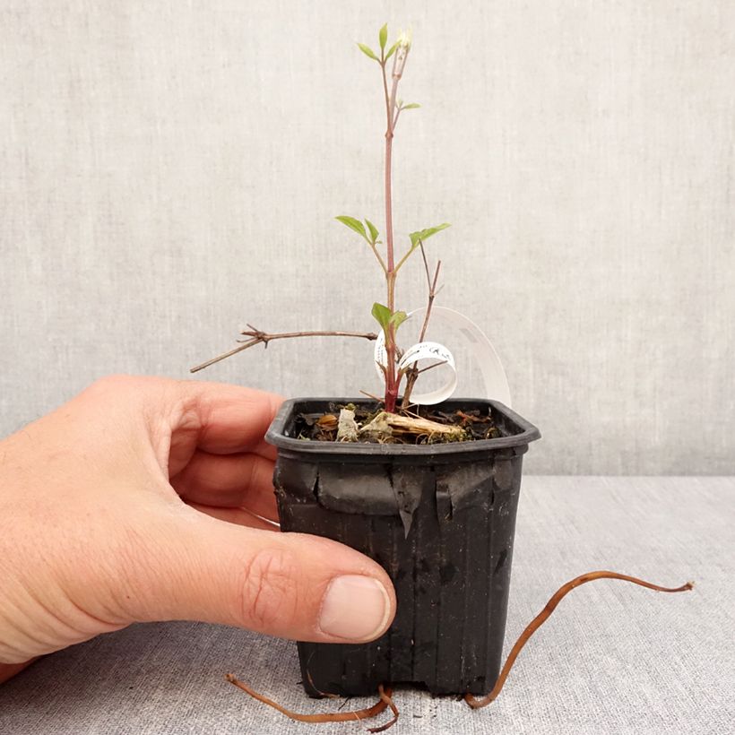 Clematis Star of India - Clematide Vasetto da 8/9 cm esemplare consegnato in primavera