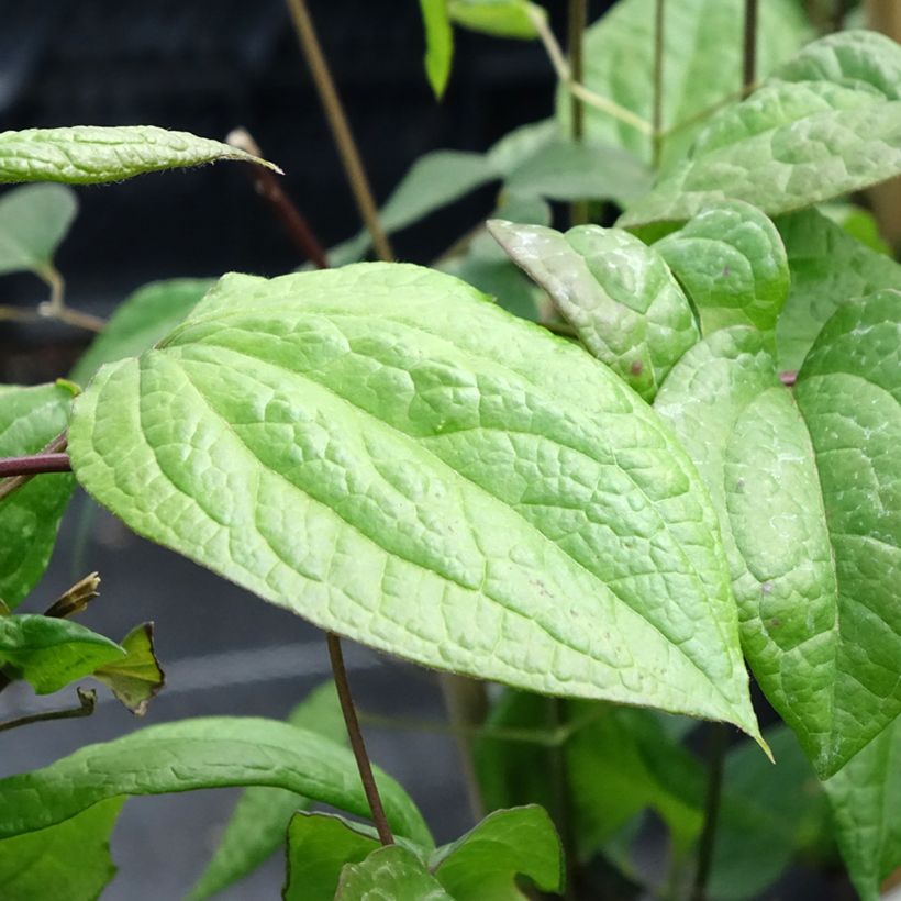 Clematis Star of Pakistan - Clematide (Fogliame)