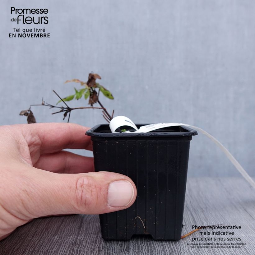 Esemplare di Clematis Sunset - Clematide Vasetto da 8/9 cm come consegnato in autunno