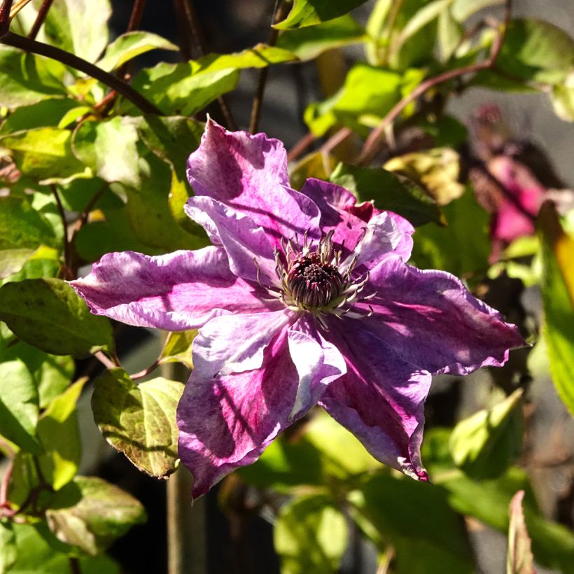 Clematis Super Cute - Clematide (Fioritura)