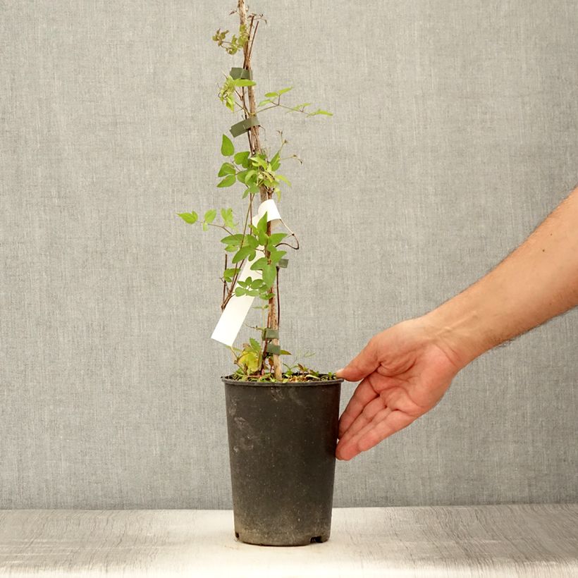 Esemplare di Clematis viticella Super Nova - Clematide Vaso da 2L/3L consegnato in estate
