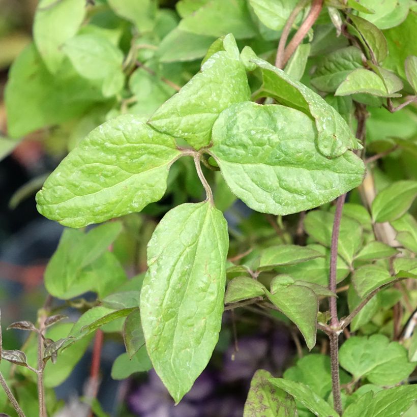 Clematis viticella Super Nova - Clematide (Fogliame)