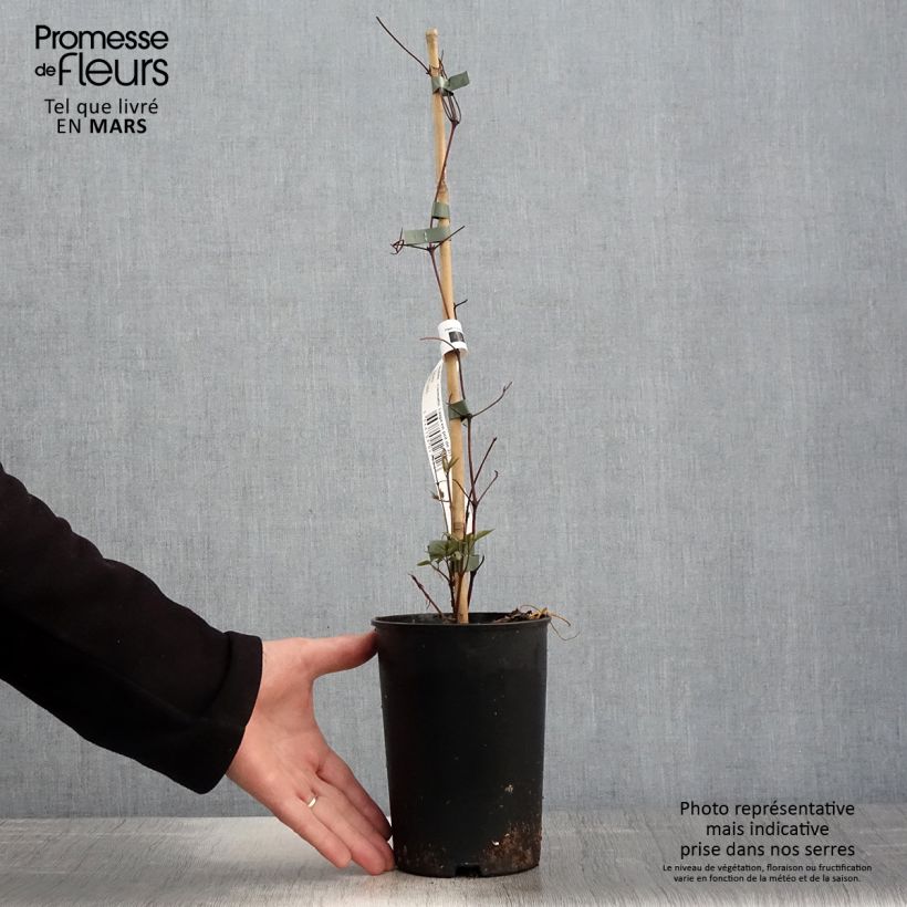 Example of Clematis Taiga - Clematide Vaso da 1,5L/2L as you get in printemps