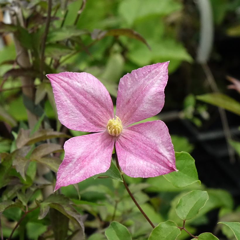 Clematis tangutica Grace - Clematide (Fioritura)