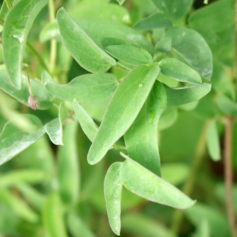 Clematis tangutica My Angel - Clematide (Foliage)