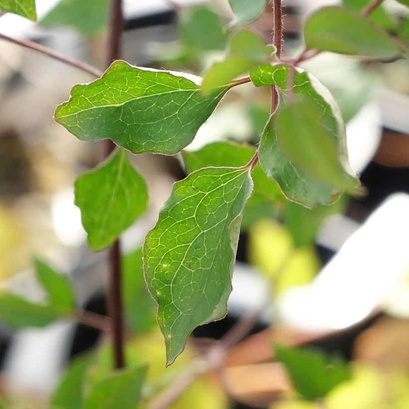 Clematis texensis Notre-Dame de Paris - Clematide (Fogliame)