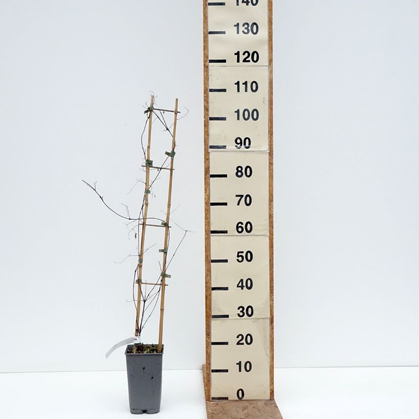 Clématite - Clematis texensis Notre-Dame de Paris Vaso da 3L/4L esemplare consegnato in inverno