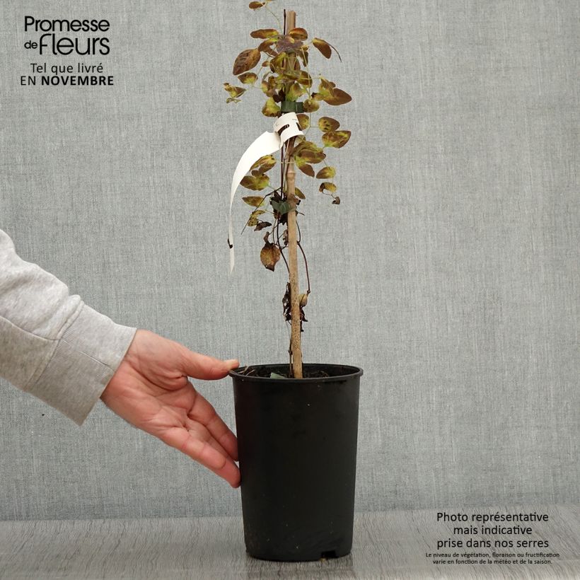Esemplare di Clematis texensis Odoriba - Clematide Vaso da 2L/3L come consegnato in autunno