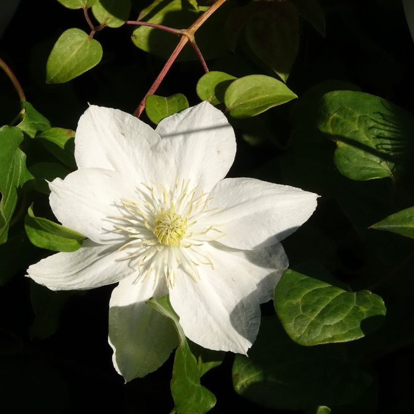 Clematis The Bride - Clematide (Fioritura)