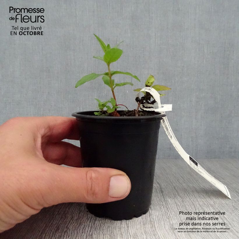 Esemplare di Clematis The President - Clematide Vasetto da 8/9 cm come consegnato in autunno