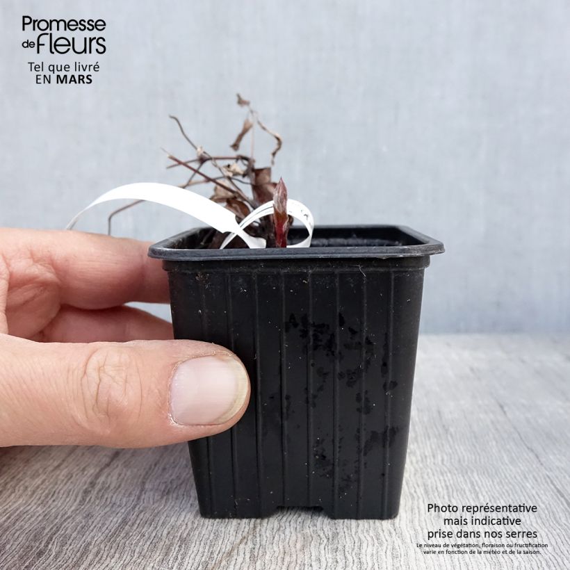 Clematis The President - Clematide Vasetto da 8/9 cm esemplare consegnato in primavera