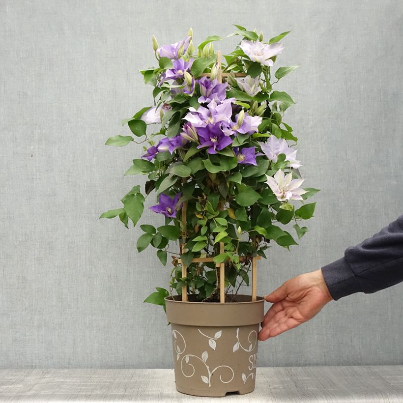 Clematis Mix Blue - Clematide Vaso da 6L/7L esemplare consegnato in primavera