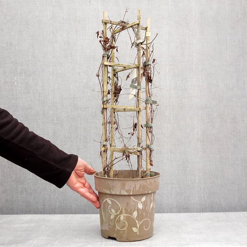 Clématite - Clematis Three Sisters trio rose Pot de 6L/7L esemplare consegnato in inverno