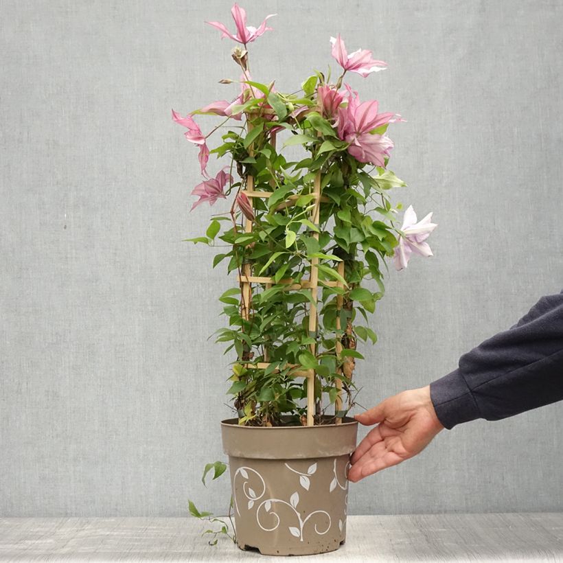 Clematis Mix - Clematide Vaso da 6L/7L esemplare consegnato in primavera