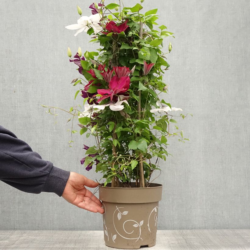 Clematis Mix Red - Clematide Vaso da 6L/7L esemplare consegnato in primavera