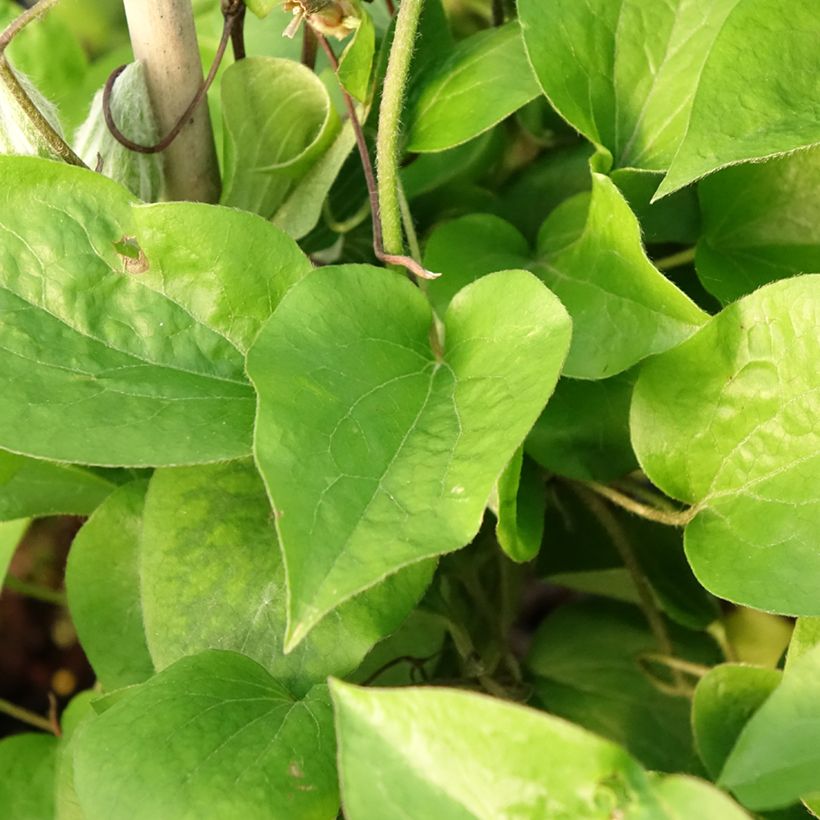 Clematis Thyrislund - Clematide (Fogliame)