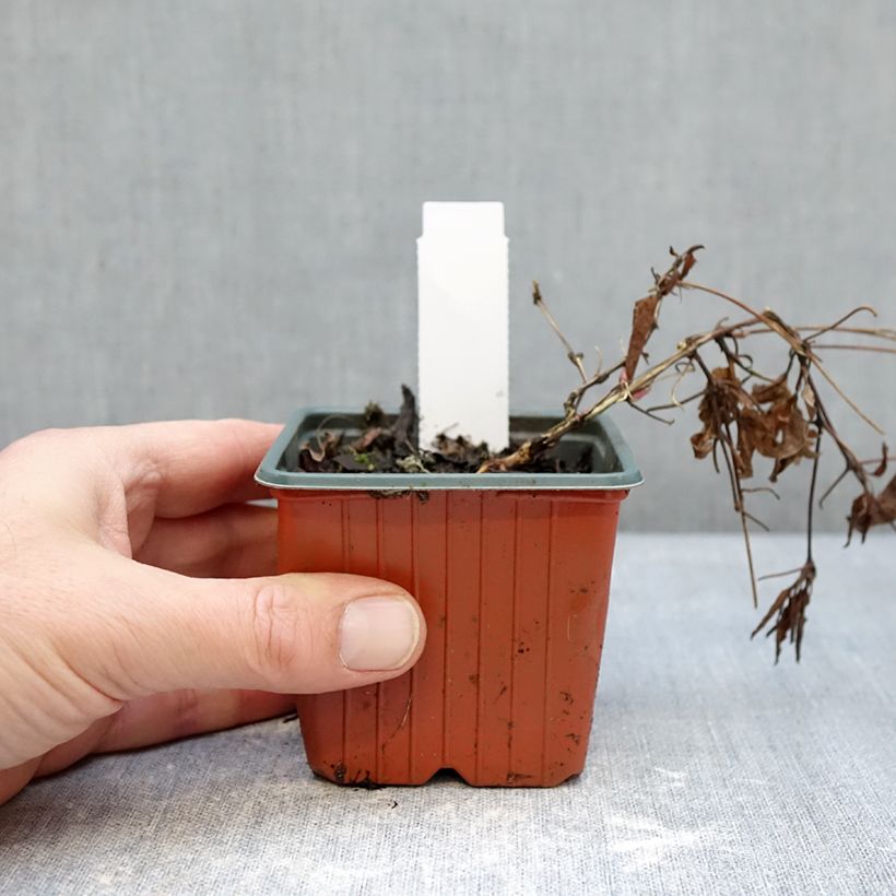 Clématite - Clematis Tumaini Vasetto da 8/9 cm esemplare consegnato in inverno