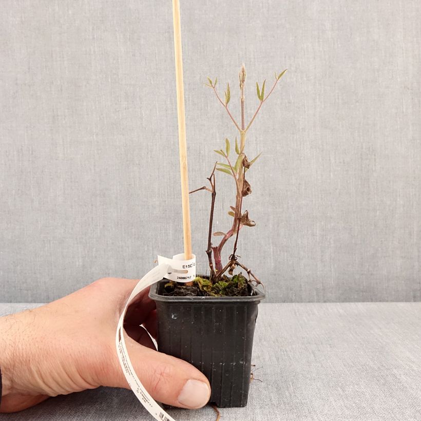 Example of Clematis Ville de Lyon - Clematide Vasetto da 8/9 cm as you get in printemps