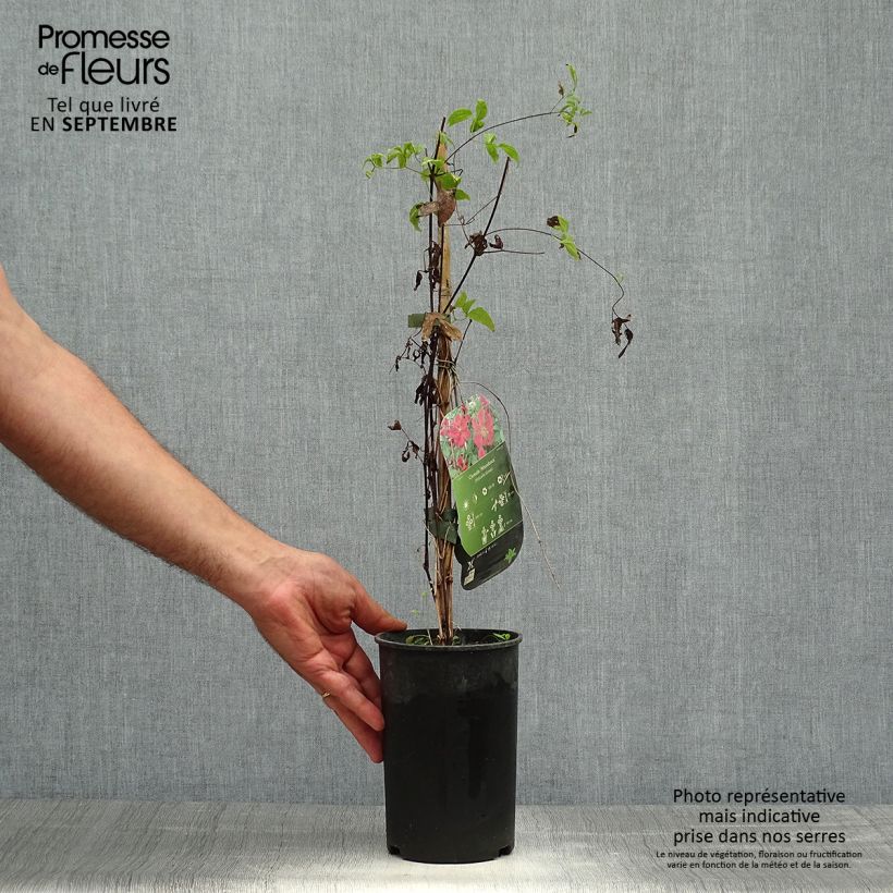 Esemplare di Clematis viticella Abundance - Clematide Vaso da 2L/3L come consegnato in autunno