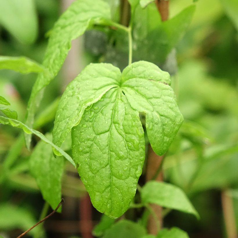 Clematis viticella Abundance - Clematide (Foliage)