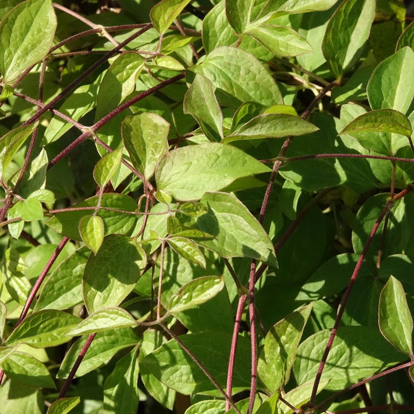 Clematis viticella Aotearoa - Clematide (Fogliame)