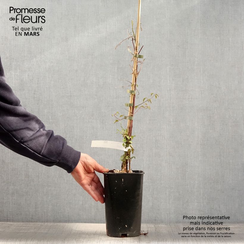 Clematis viticella Aotearoa - Clematide Vaso da 2L/3L esemplare consegnato in primavera