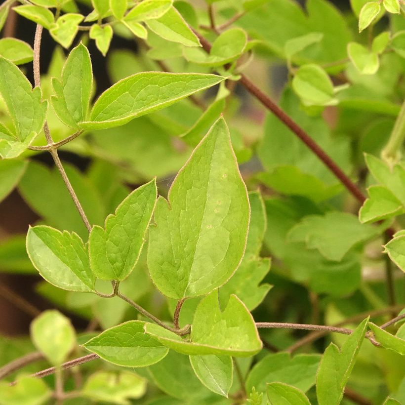 Clematis viticella Caerulea Luxurians - Clematide (Fogliame)