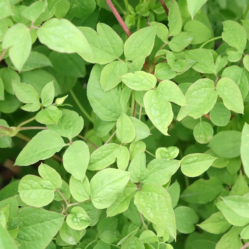 Clematis Maria Cornelia - Clematide (Fogliame)