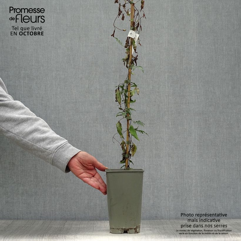 Esemplare di Clématite - Clematis viticella Panther Pot de 2L/3L come consegnato in autunno