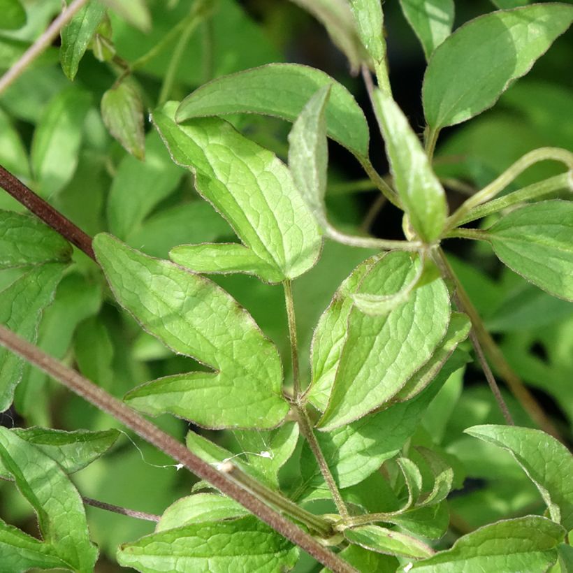 Clematis viticella Sunny Sky - Clematide (Fogliame)