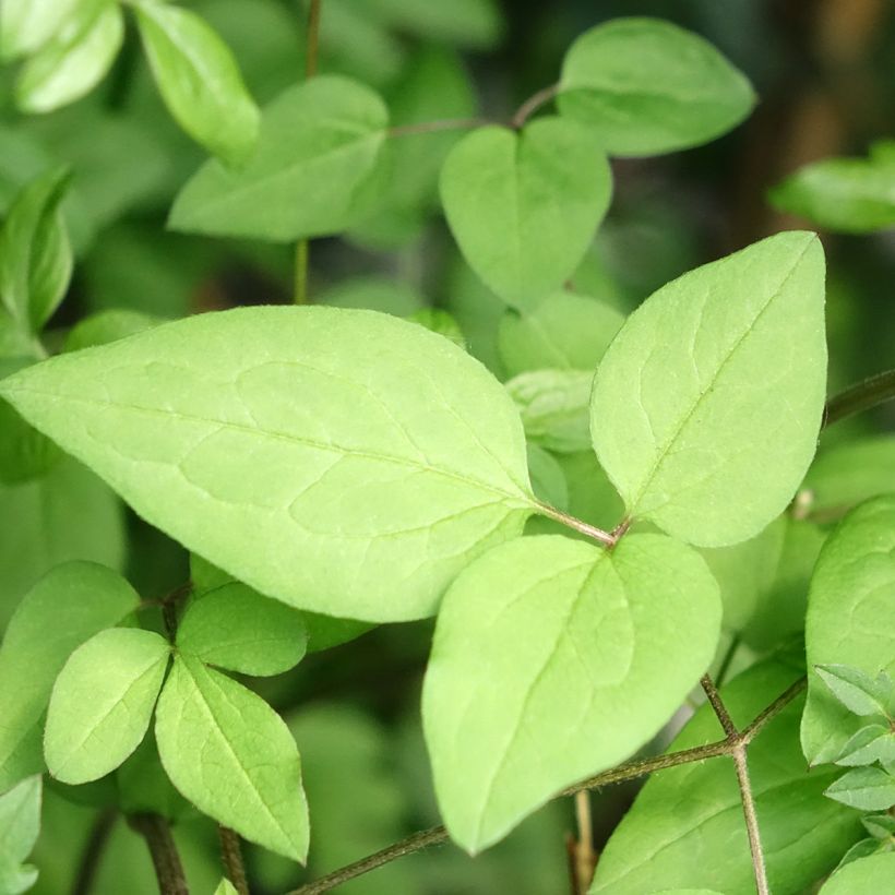 Clematis viticella Welcome Home - Clematide (Fogliame)