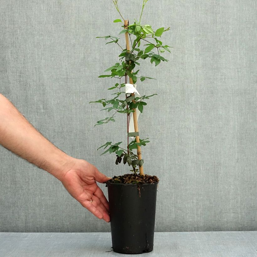 Esemplare di Clematis viticella Welcome Home - Clematide Vaso da 2L/3L consegnato in estate