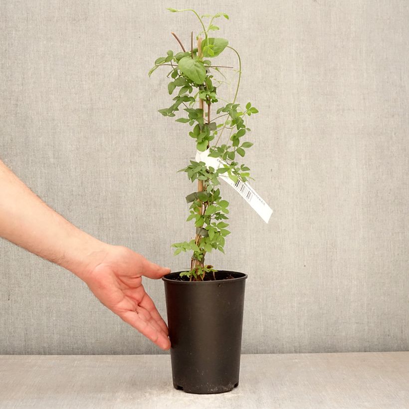 Clematis viticella Welcome Home - Clematide Vaso da 2L/3L esemplare consegnato in primavera